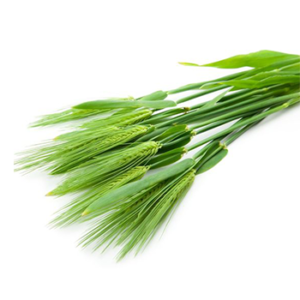 barley grass powder