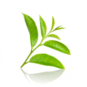 green tea leaf extract l-theanine