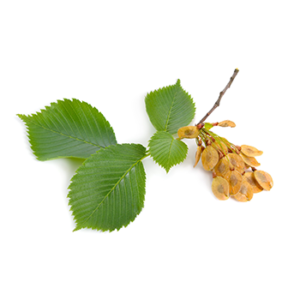 Slippery elm extract