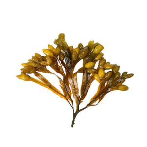 Bladderwrack Powder