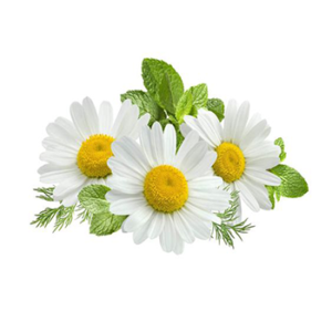 Chamomile extract Apigenin