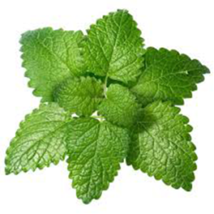 Lemon Balm Extract