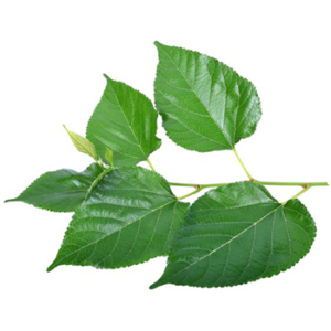 Mulberry Leaf Extract Flavone