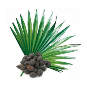 Saw Palmetto Extract Total Fatty Acid