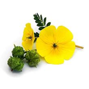 Tribulus Terrestris Extract Saponins