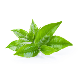 Organic Green Tea Extract Caffeine Polyphenols