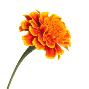 organic marigold powder Zeaxanthin