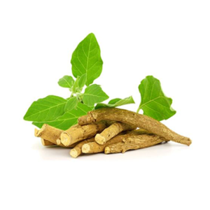 Ashwagandha Extract Withanolides