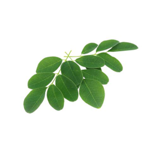 Moringa Leaf Powder